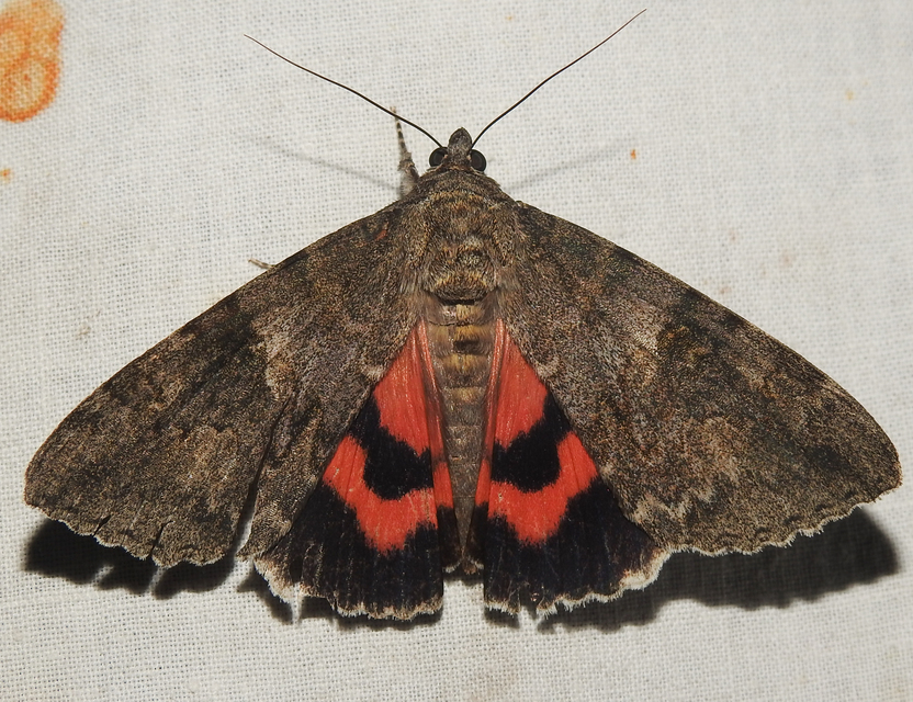 Catocala nupta - piros övesbagoly