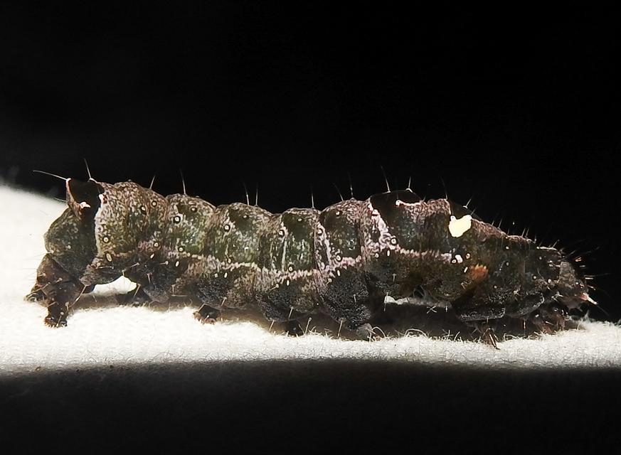Abrostola triplasia - közönséges csalánbagoly