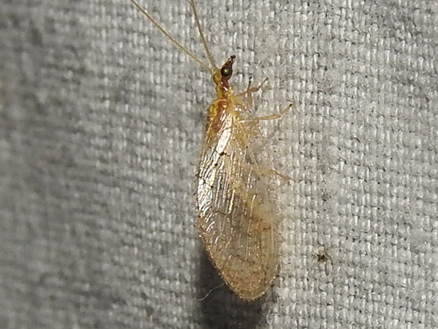 Hemerobiidae - barnafátyolkák