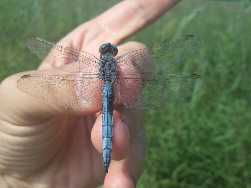 Orthetrum coerulescens - karcsú pásztorszitakötő