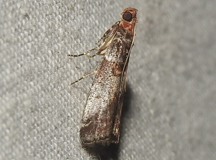 Acrobasis advenella - gerleszínű karcsúmoly