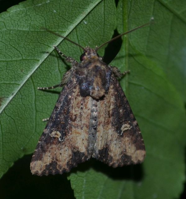 Mesapamea secalella/secalis