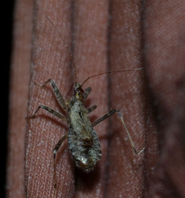 Himacerus