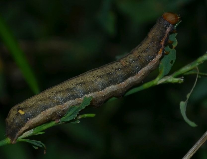 Trachea atriplicis - nyári zöldbagoly