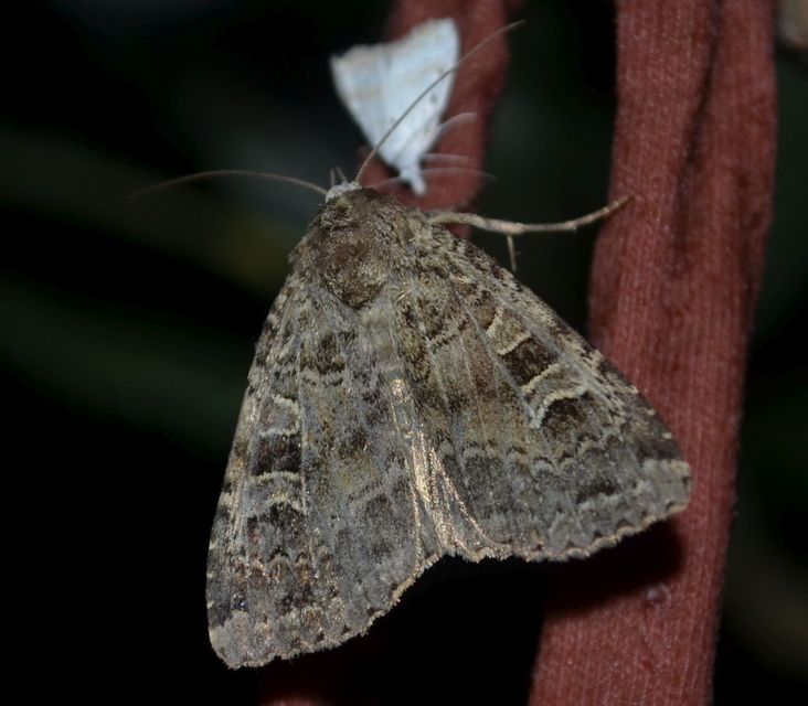 Naenia typica - hálózatos sóskabagoly
