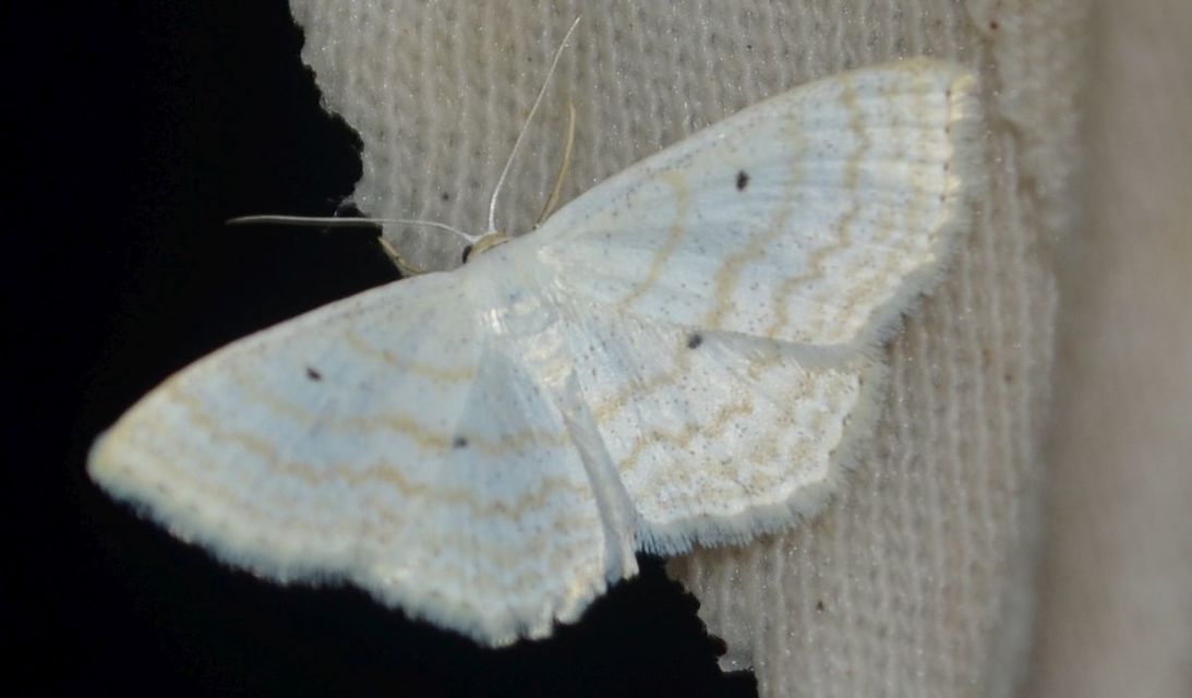 Scopula immutata - réti fehéraraszoló