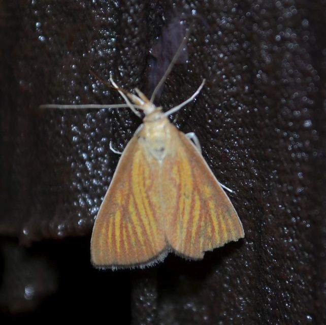 Nascia cilialis - sásrágó tűzmoly
