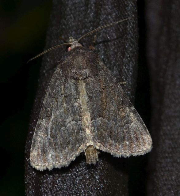 Thalpophila matura - fakó erdeibagoly