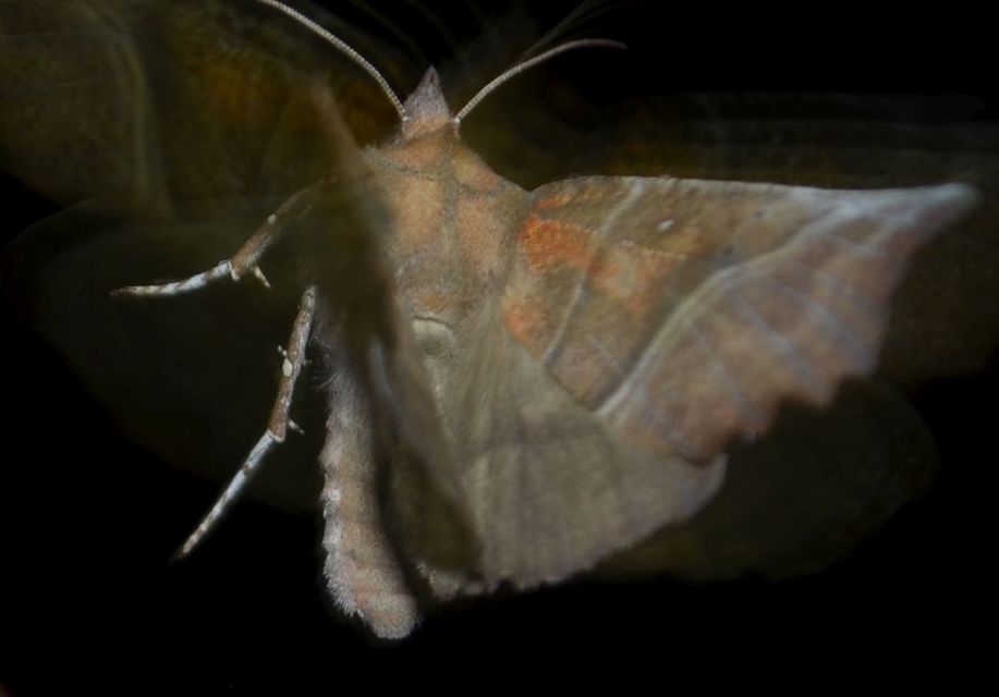 Scoliopteryx libatrix - vörös csipkésbagoly