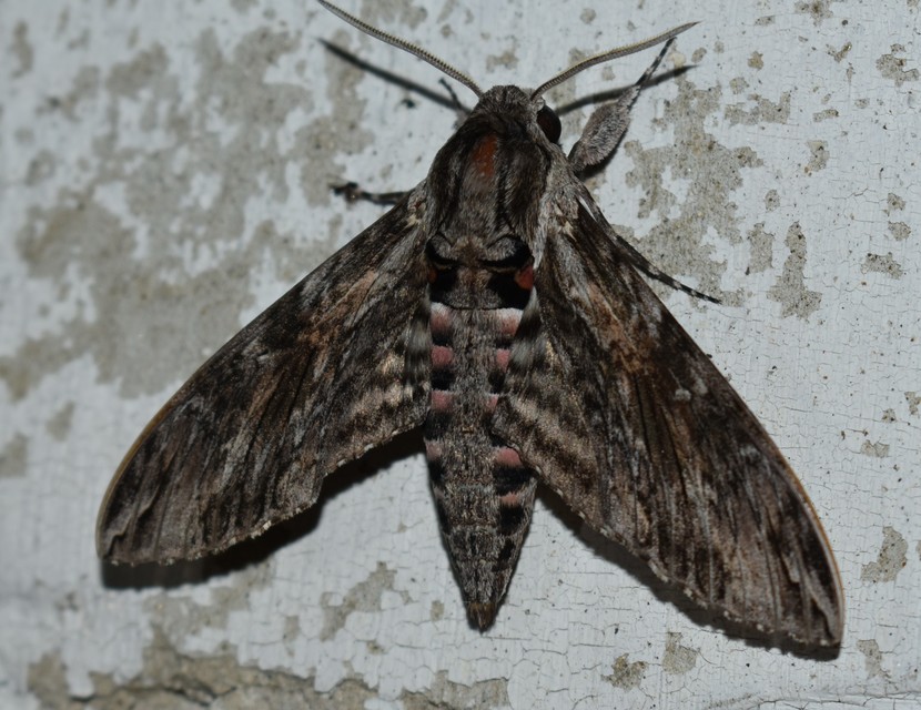 Agrius convolvuli - szulákszender