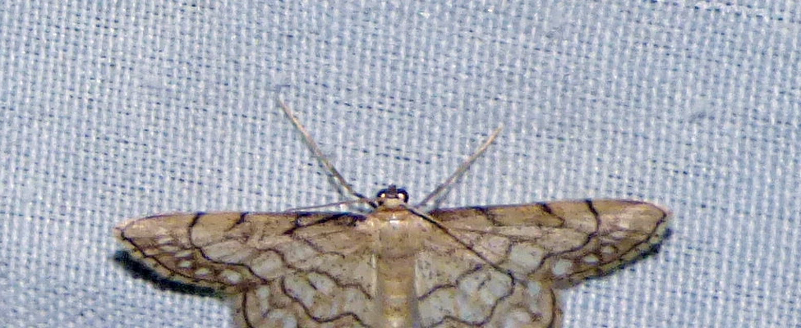 Idaea moniliata - gyöngyös apróaraszoló
