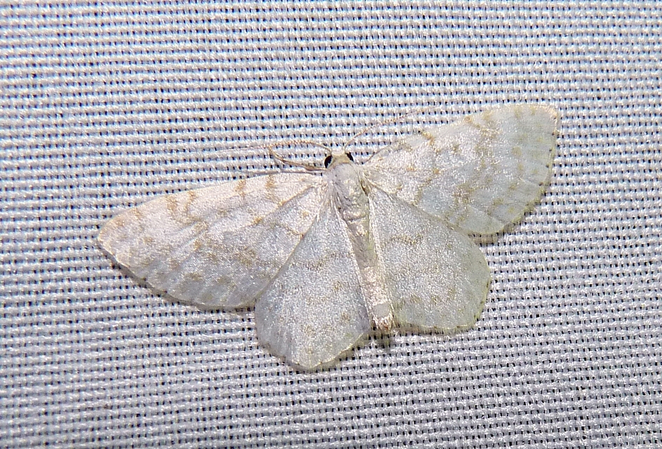 Asthena albulata - gyertyán-fehéraraszoló