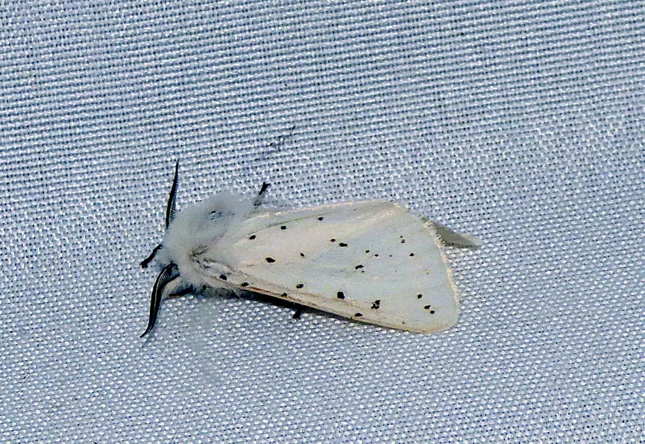 Spilosoma lubricipedum - tejszínű medvelepke