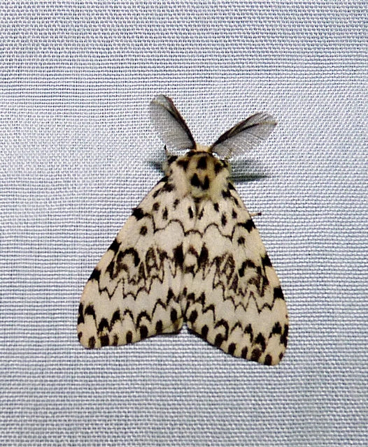 Lymantria monacha - apácalepke