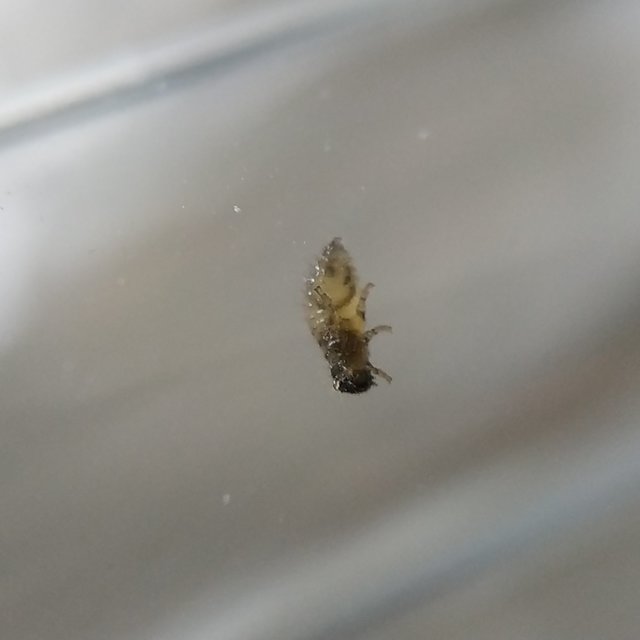 Coleoptera - Bogarak