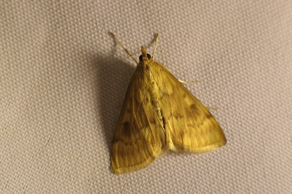 Ostrinia nubilalis - kukoricamoly