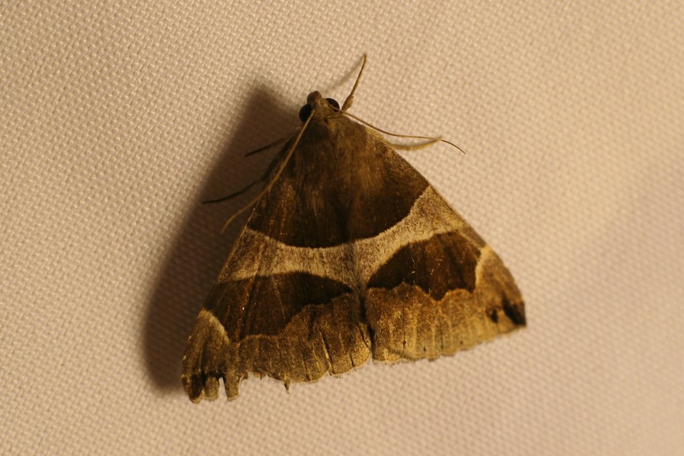 Dysgonia algira - déli porcelánbagoly