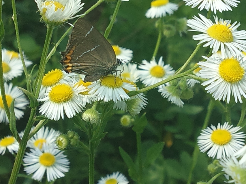 Satyrium w-album - szilfa-csücsköslepke