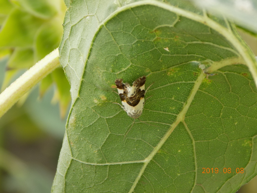 Acontia lucida - fehér nappalibagoly