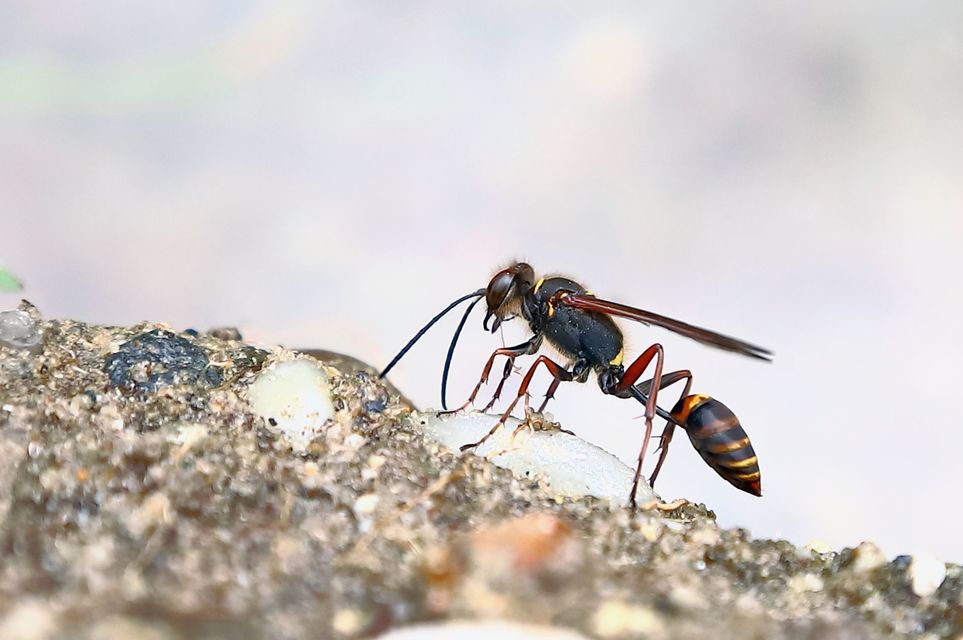 Sceliphron curvatum - barnalábú lopódarázs