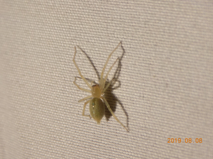 Cheiracanthium mildei - sárga dajkapók