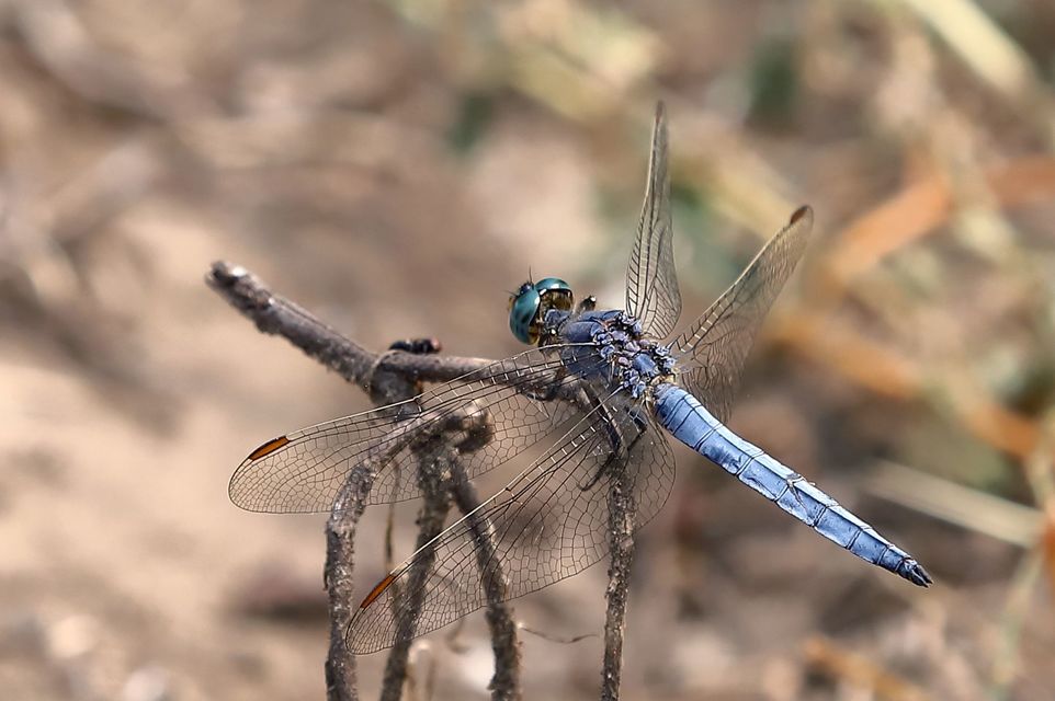 Orthetrum coerulescens - karcsú pásztorszitakötő