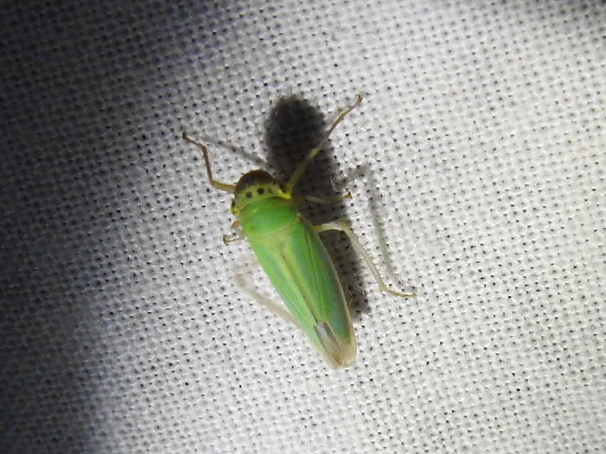 Cicadella viridis - méregzöld kabóca