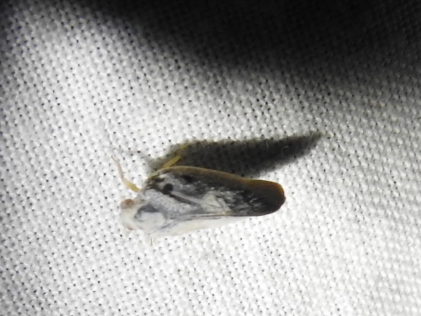 Metcalfa pruinosa - amerikai lepkekabóca