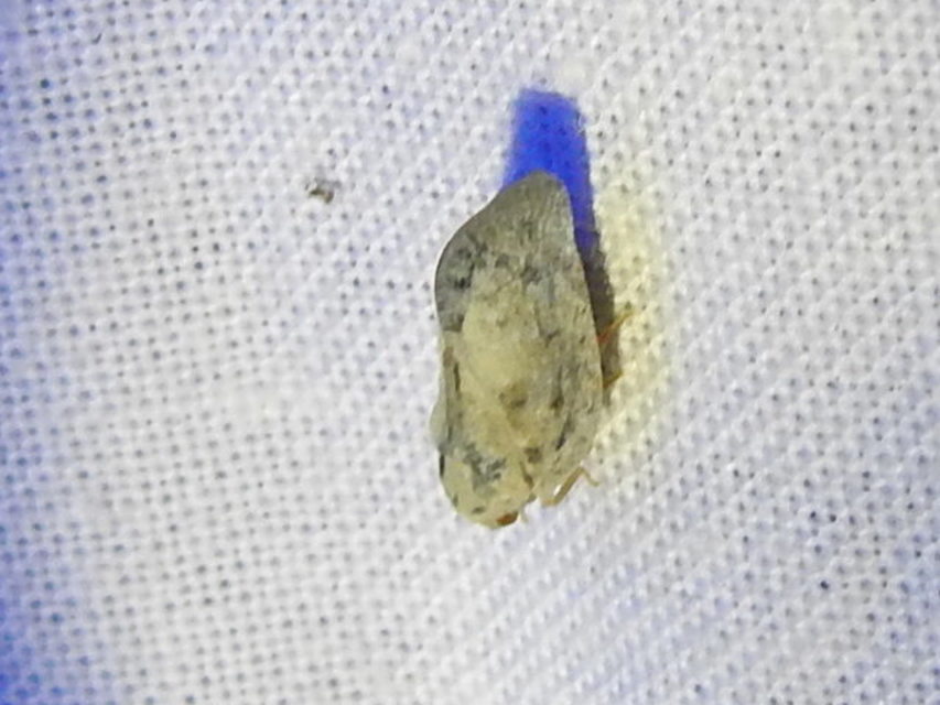 Metcalfa pruinosa - amerikai lepkekabóca