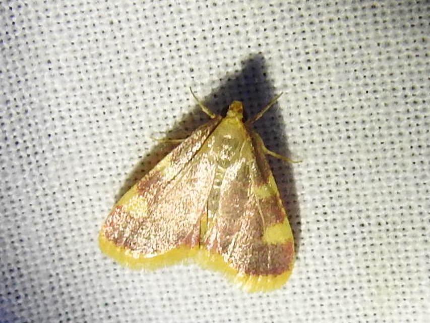 Hypsopygia costalis - szénailonca
