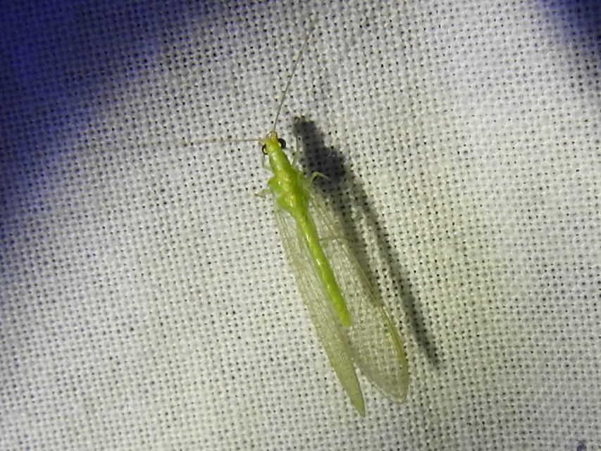 Chrysopidae - zöldfátyolkák