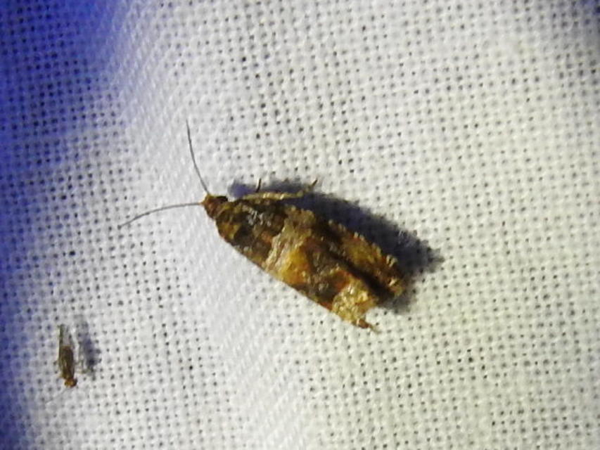 Celypha