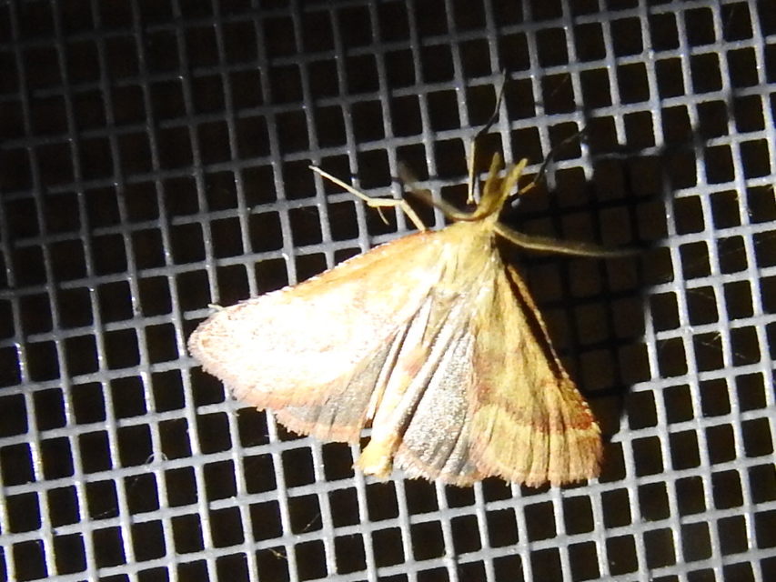 Synaphe punctalis - hosszúlábú fényilonca