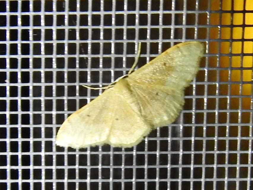 Idaea degeneraria - barnasávos araszoló