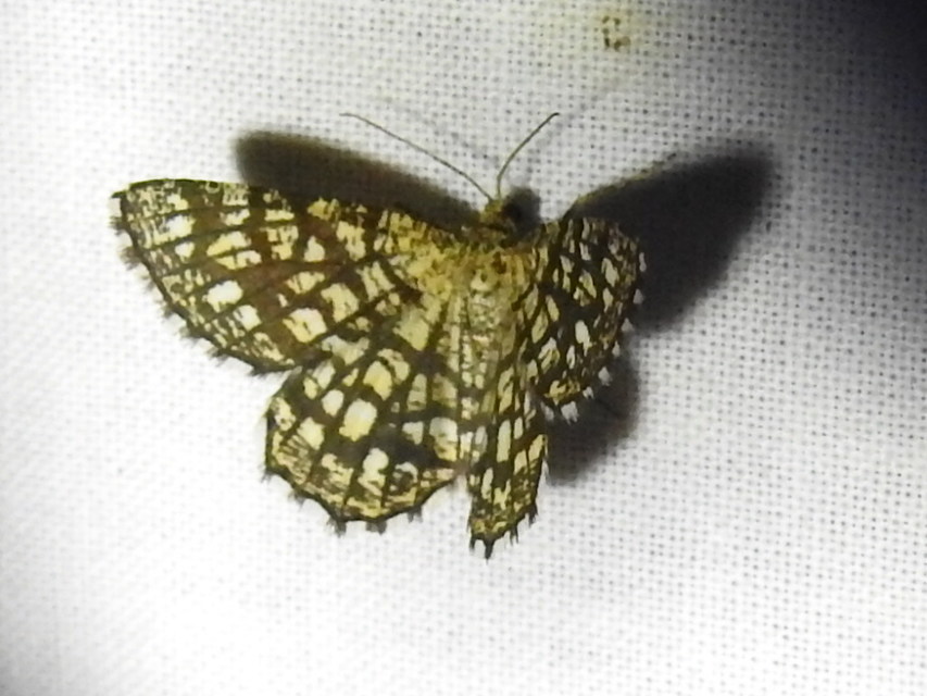 Chiasmia clathrata - rácsos rétiaraszoló