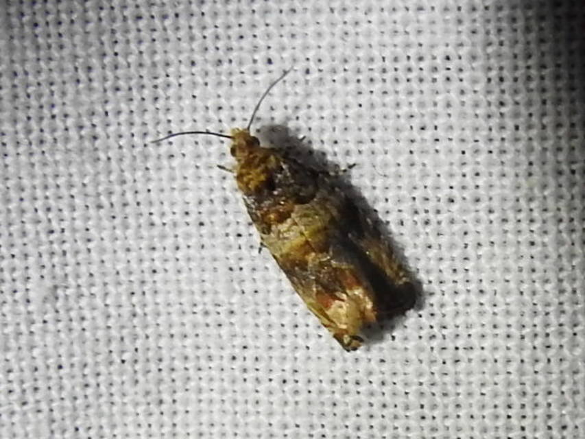 Celypha