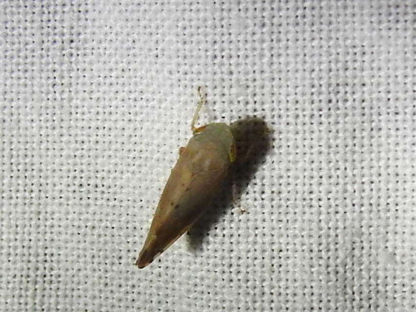 Cicadellidae - mezeikabócák