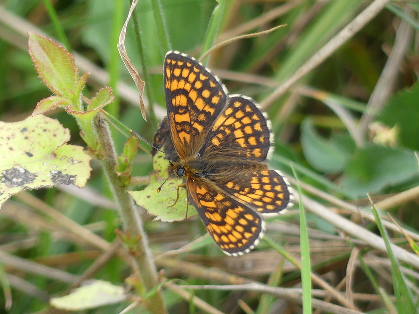 Melitaea athalia - közönséges tarkalepke