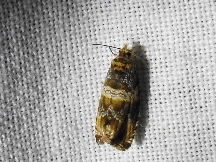 Celypha