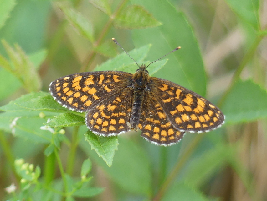 Melitaea athalia - közönséges tarkalepke