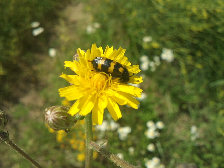 Mylabris variabilis - szalagos hólyaghúzó Mylabris variabilis - szalagos hólyaghúzó
