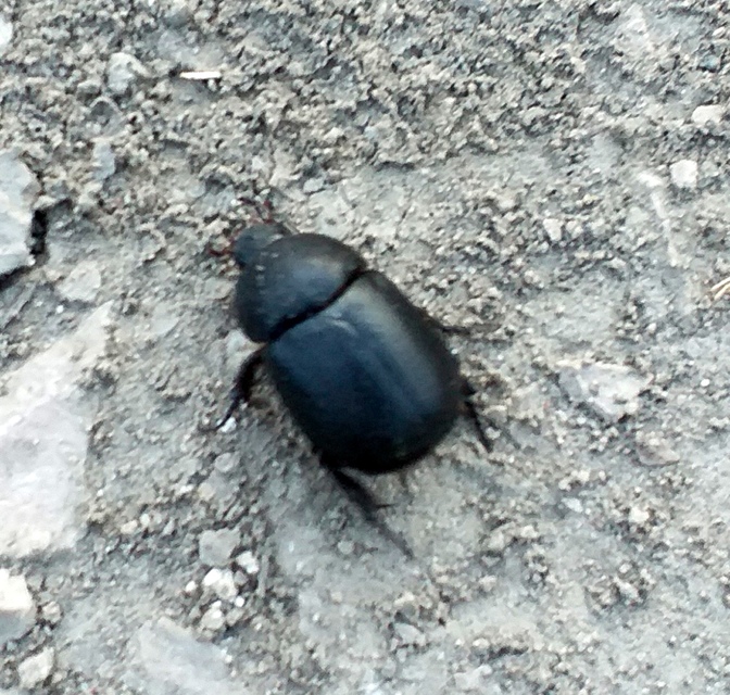 Pentodon idiota - butabogár
