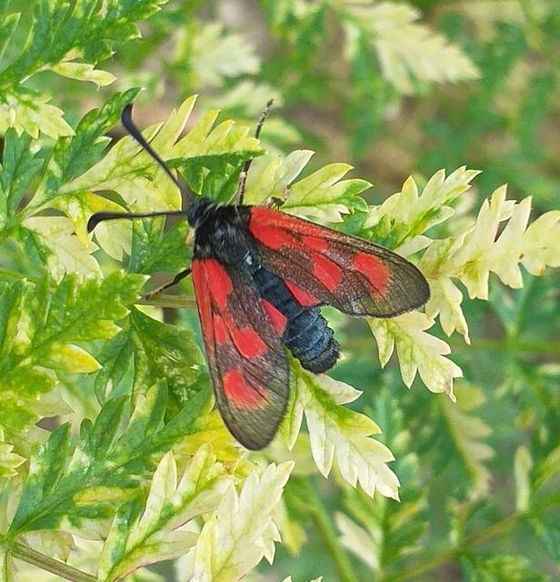 Zygaena loti - közönséges csüngőlepke