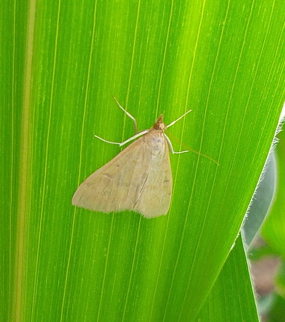 Ostrinia nubilalis - kukoricamoly