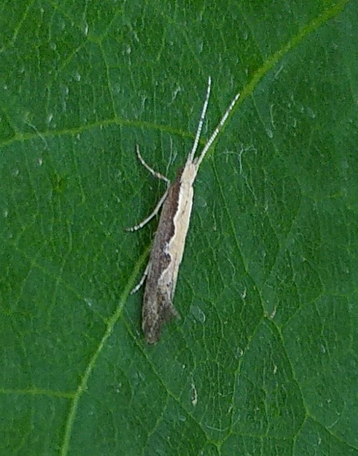 Plutella xylostella - káposztamoly