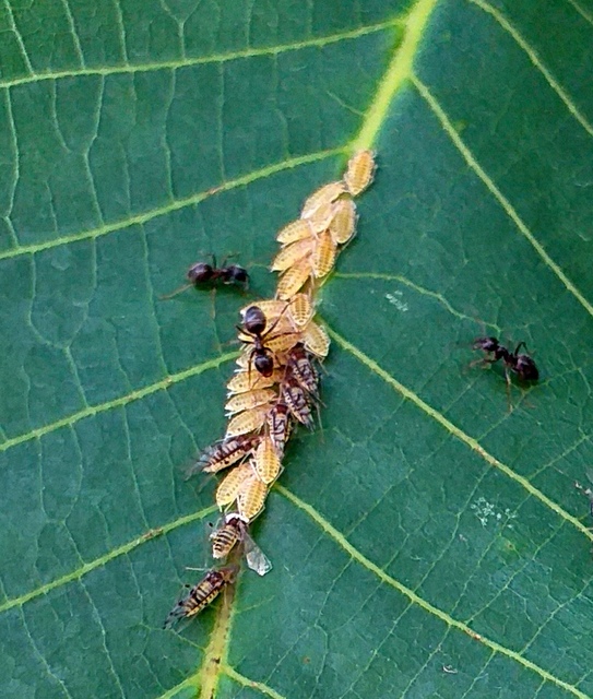 Panaphis juglandis