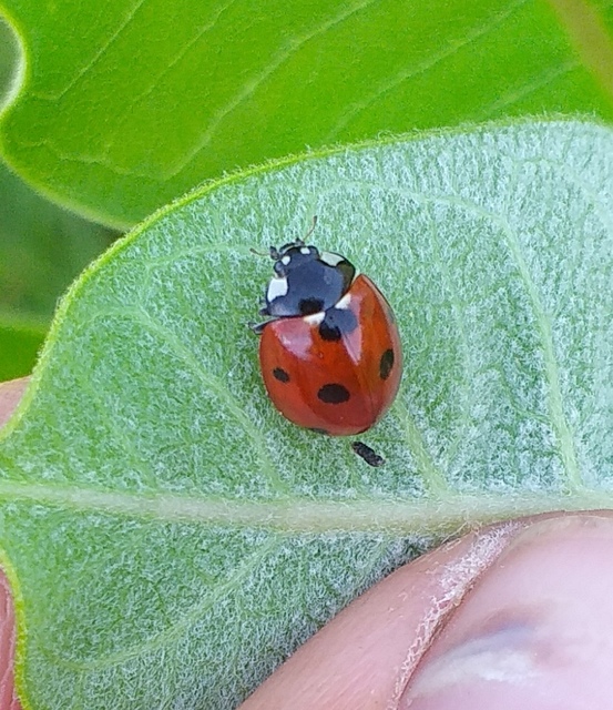 Coccinella septempunctata - hétpettyes katica