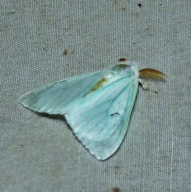 Arctornis l-nigrum - L-betűs gyapjaslepke