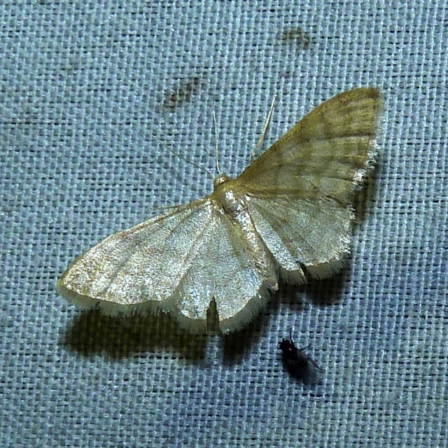 Idaea dilutaria - napvirág-apróaraszoló