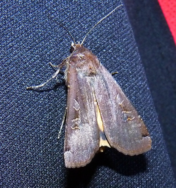Noctua pronuba - nagy sárgafűbagoly